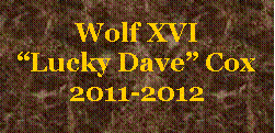 Text Box: Wolf XVI “Lucky Dave” Cox2011-2012